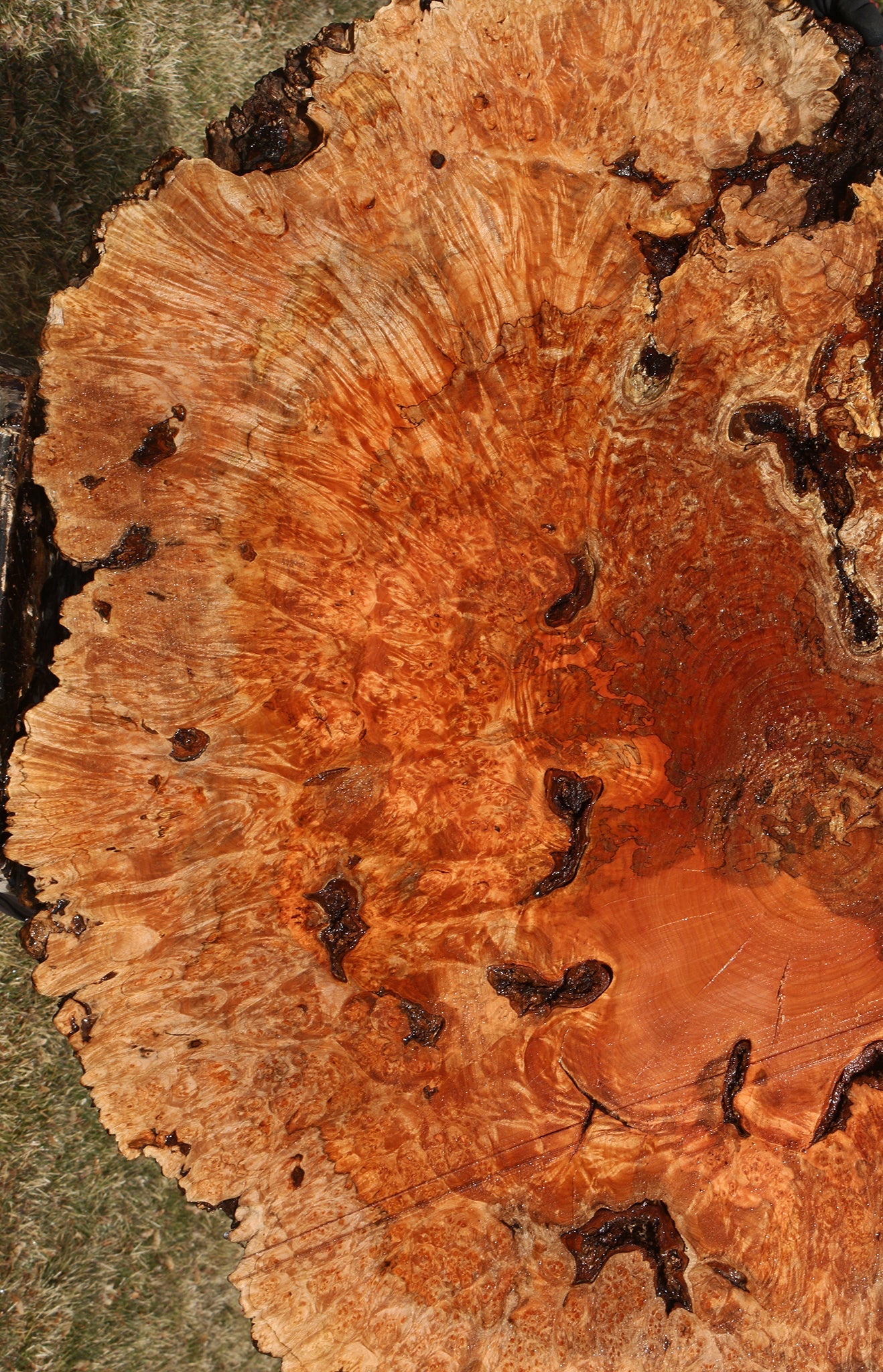 Maple Burl Cookie (Free Shipping Excluded)