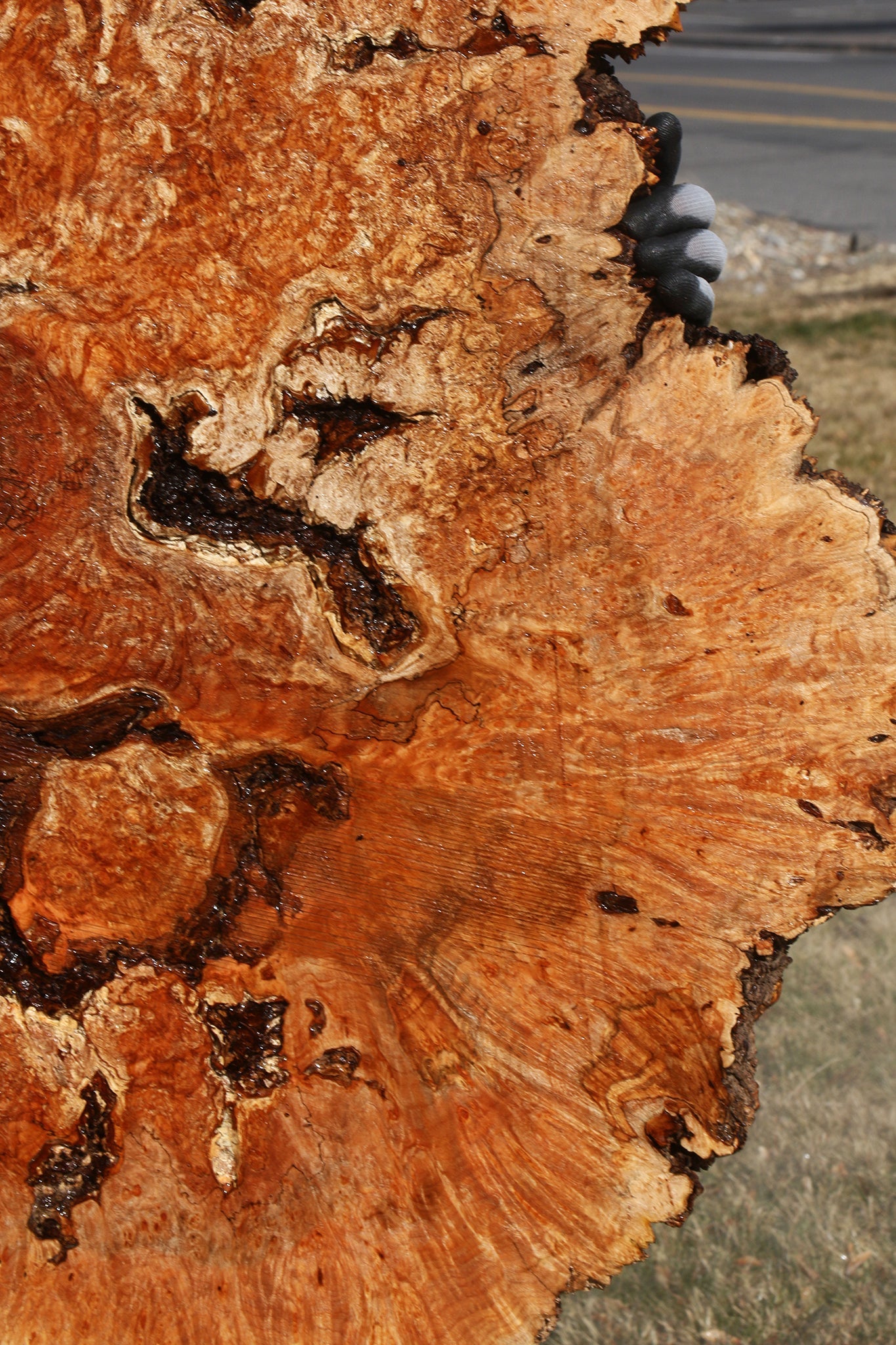 Maple Burl Cookie (Free Shipping Excluded)