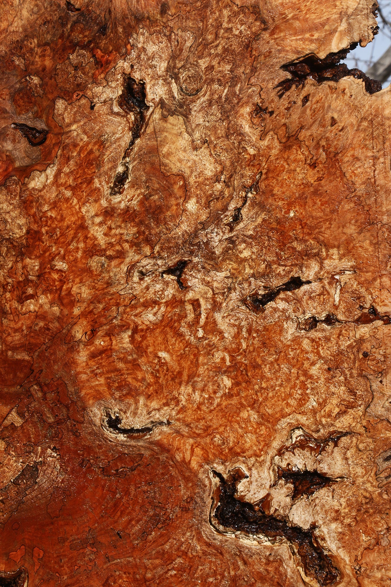 Maple Burl Cookie (Free Shipping Excluded)
