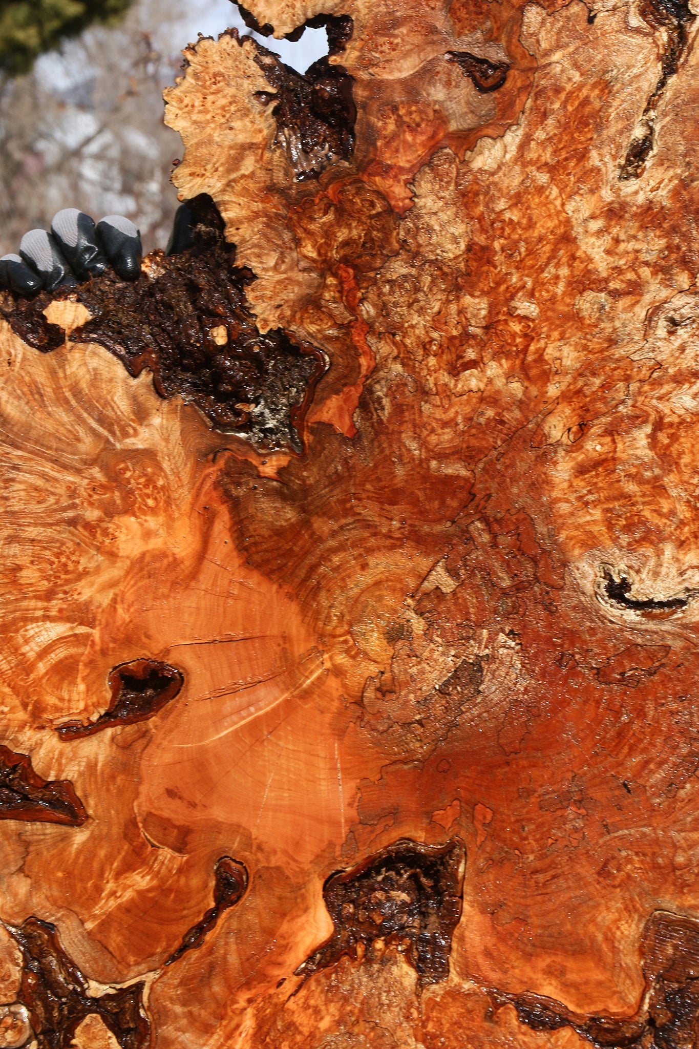 Maple Burl Cookie (Free Shipping Excluded)