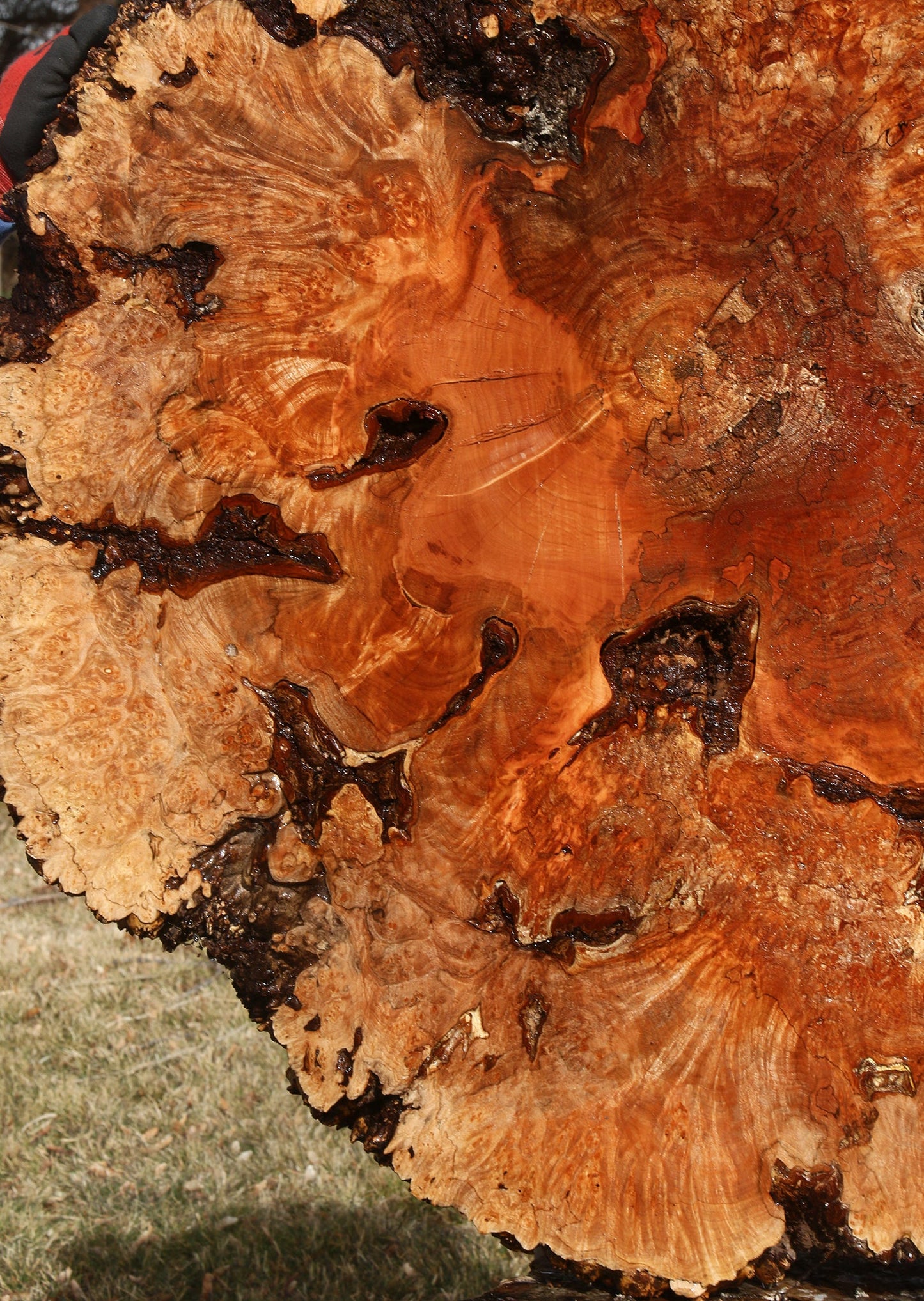 Maple Burl Cookie (Free Shipping Excluded)