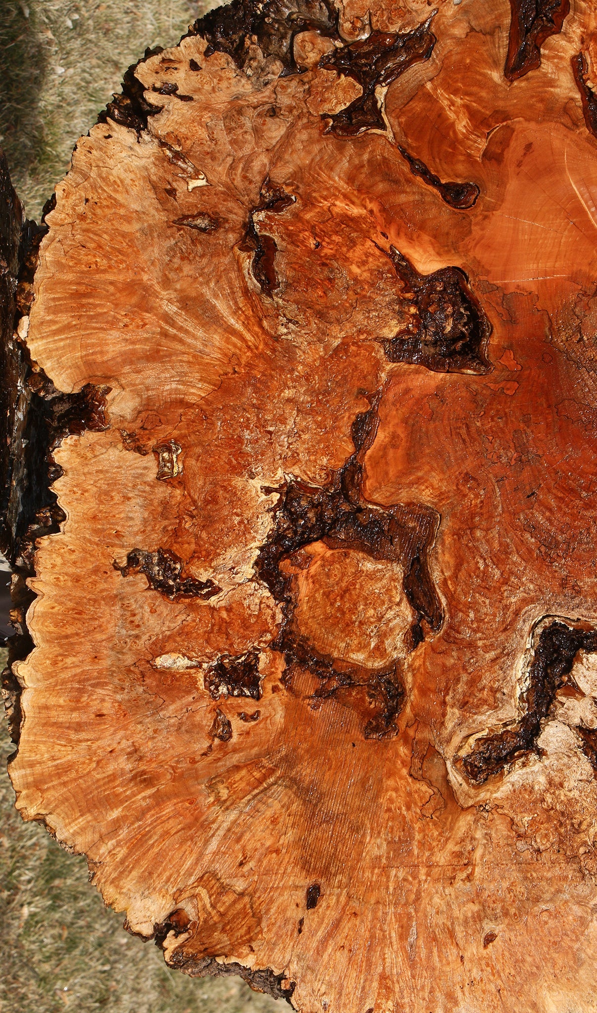 Maple Burl Cookie (Free Shipping Excluded)