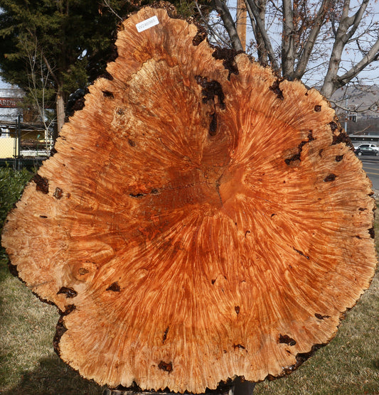 Maple Burl Cookie (Free Shipping Excluded)
