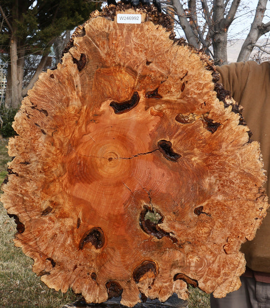Maple Burl Cookie