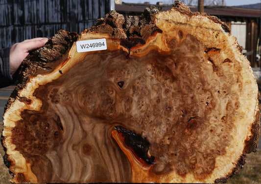 Elm Burl Bowl Turning Blank