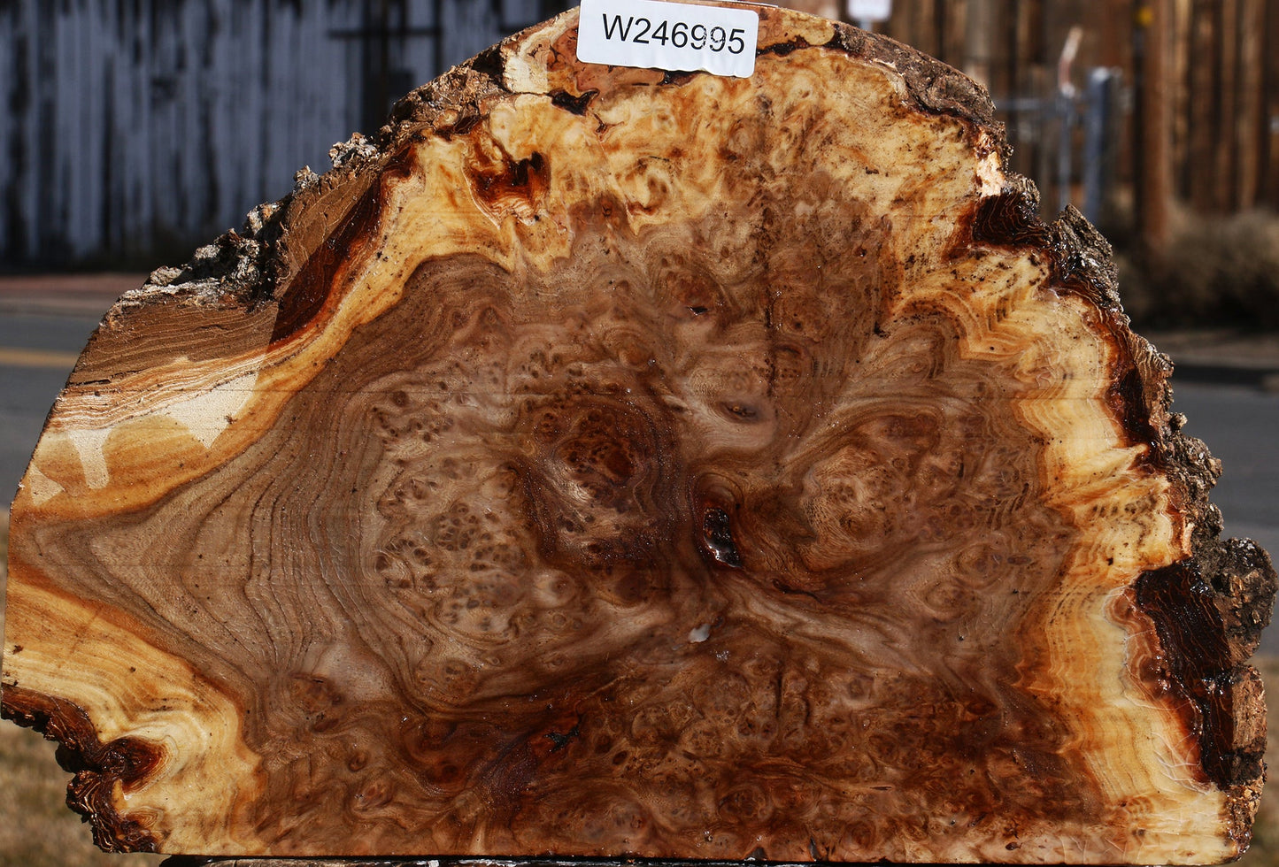 Elm Burl Live Edge Slice