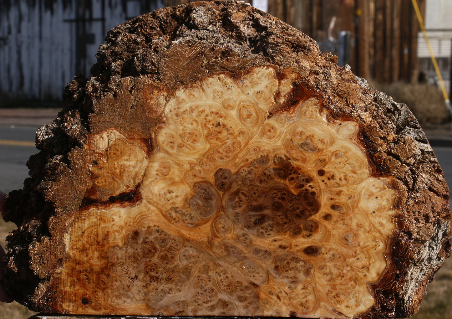 Elm Burl Live Edge Slice