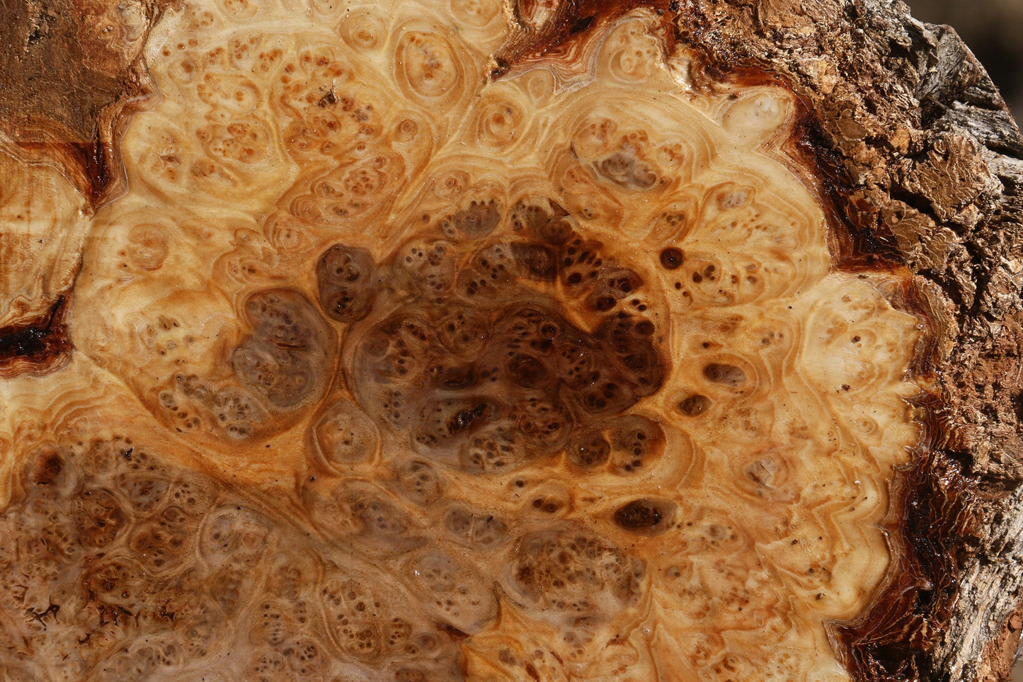 Elm Burl Live Edge Slice