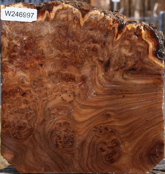 Elm Burl Live Edge Turning Blank