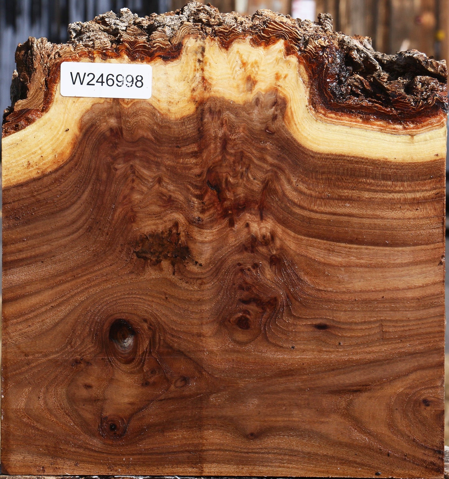 Elm Burl Live Edge Bowl Blank