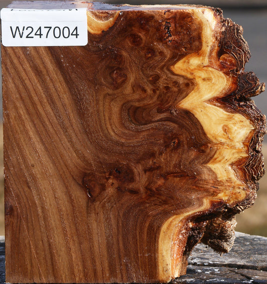 Elm Burl Live Edge Turning Blank
