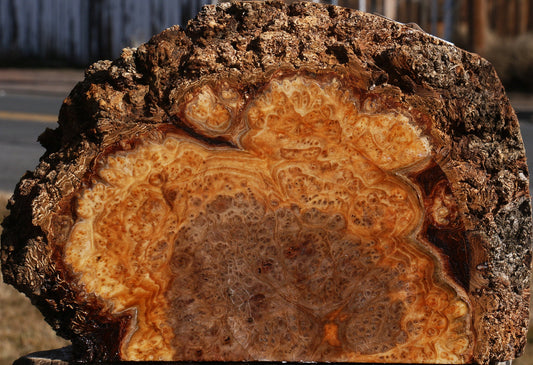 Elm Burl Live Edge Slice
