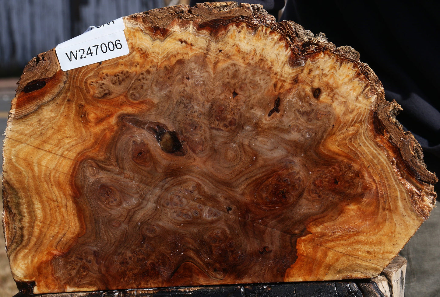 Elm Burl Live Edge Slice