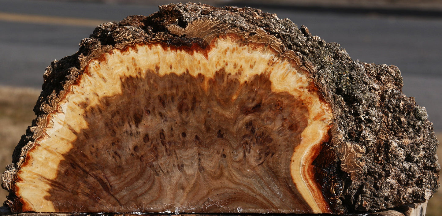 Elm Burl Live Edge Slice