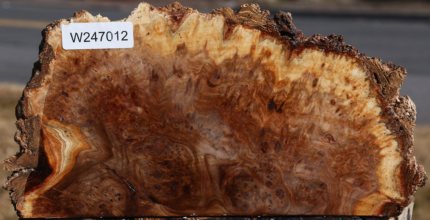 Elm Burl Live Edge Slice
