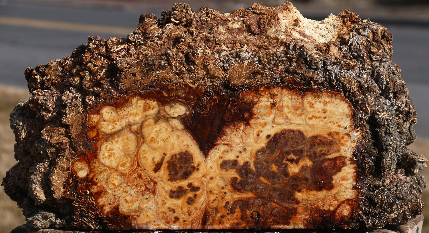 Elm Burl Live Edge Slice