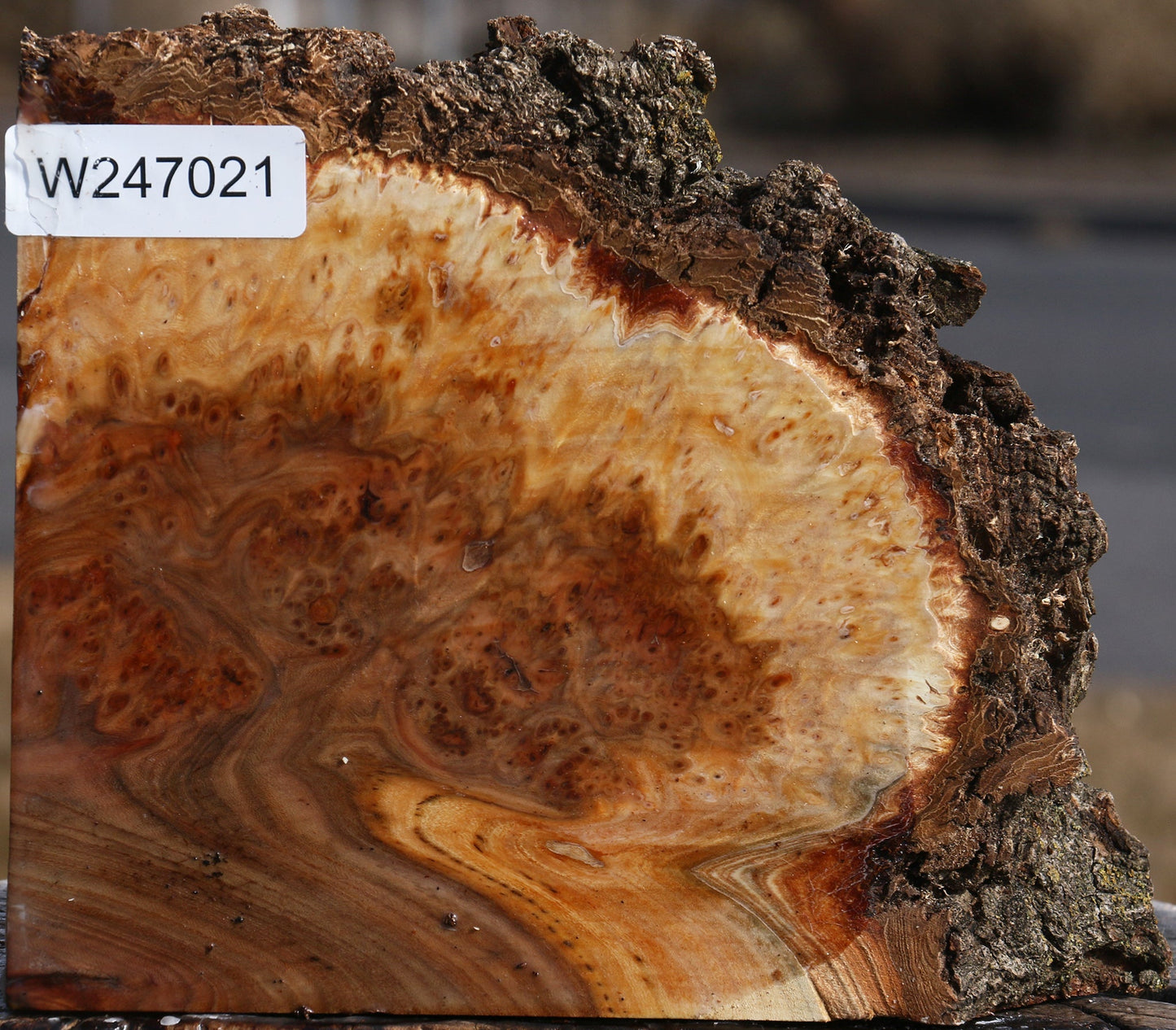 Elm Burl Live Edge Turning Blank