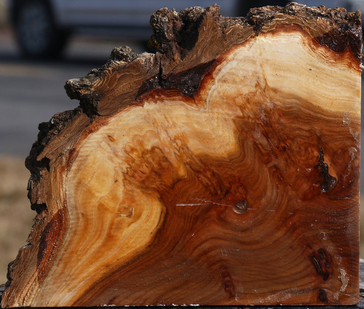 Elm Burl Live Edge Turning Blank