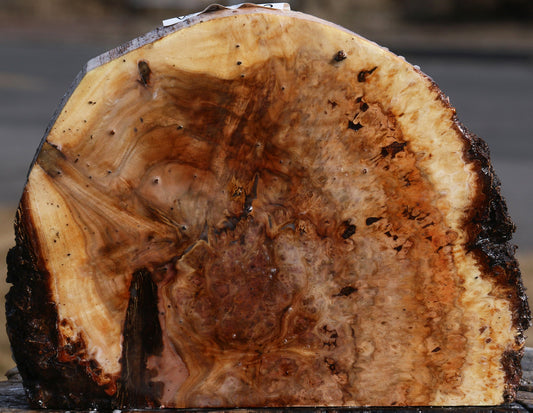 Elm Burl Live Edge Slice