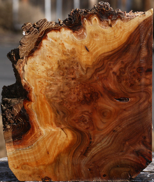 Elm Burl Live Edge Turning Blank