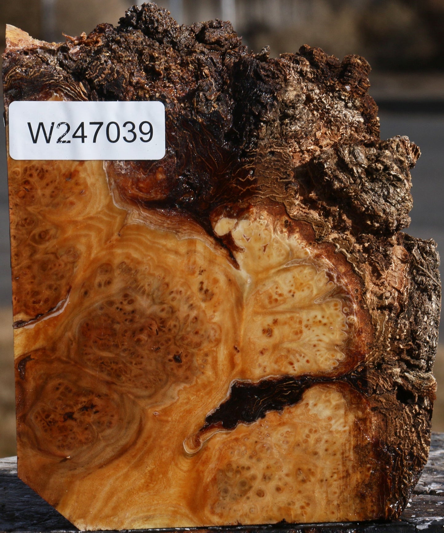 Elm Burl Live Edge Turning Blank