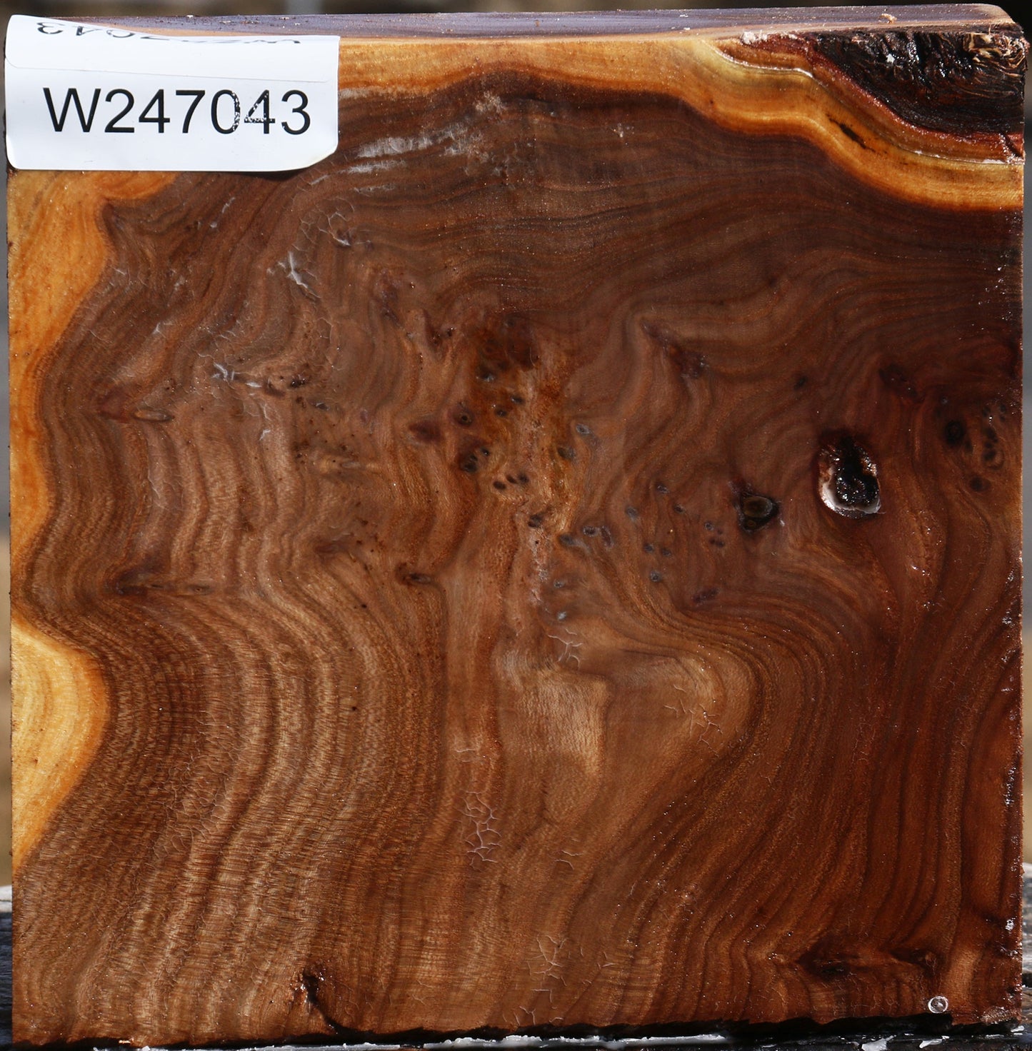 Extra Fancy Elm Bowl Blank