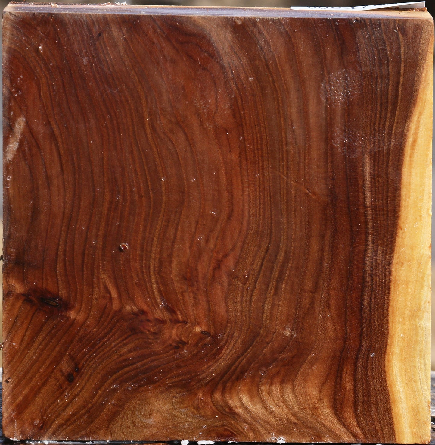 Extra Fancy Elm Bowl Blank