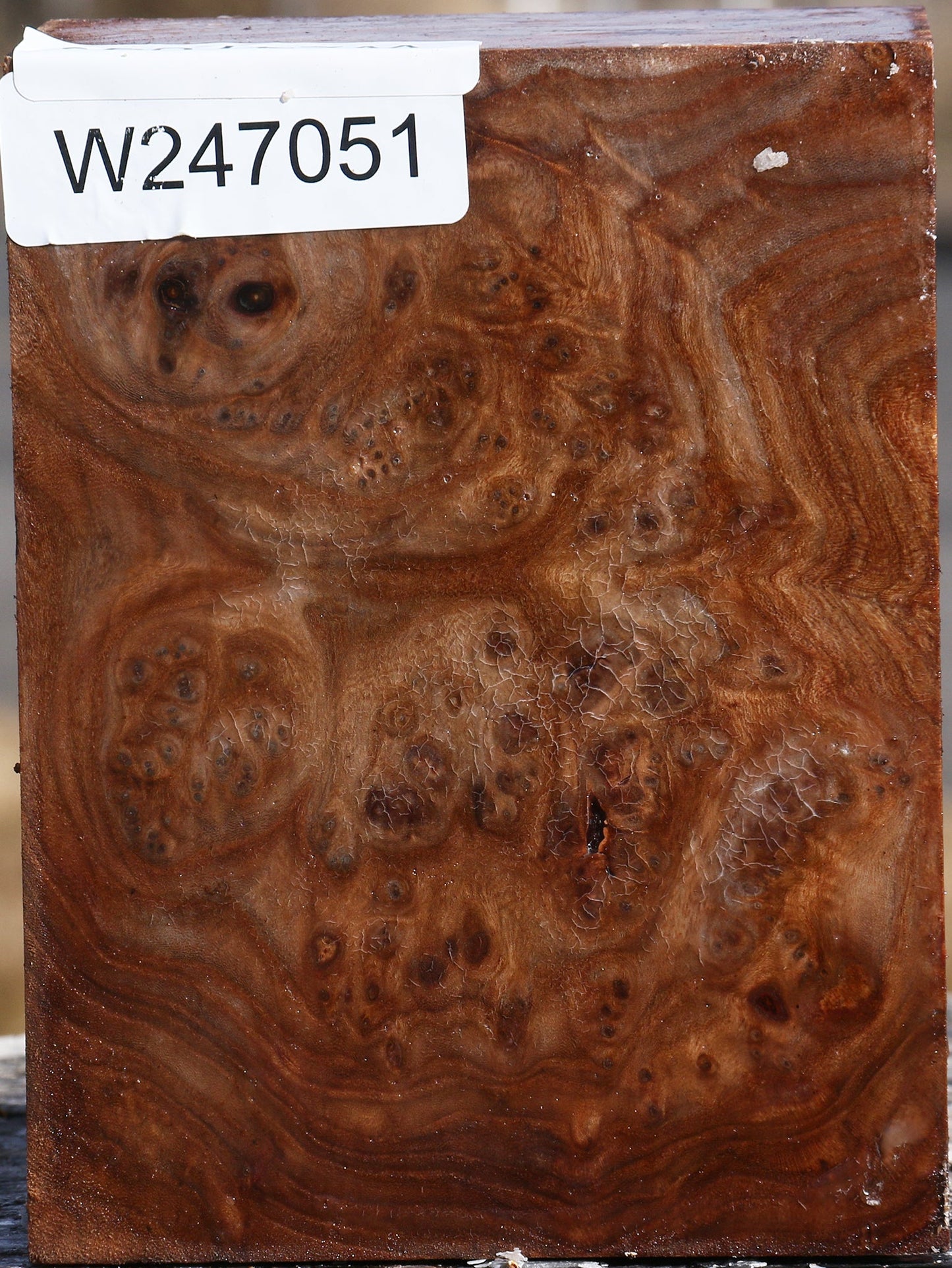 Elm Burl Turning Blank