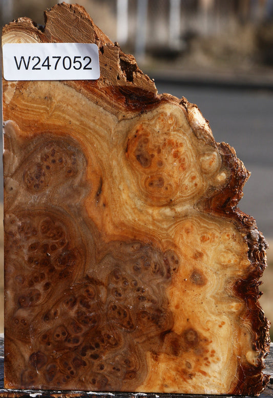Elm Burl Live Edge Turning Blank