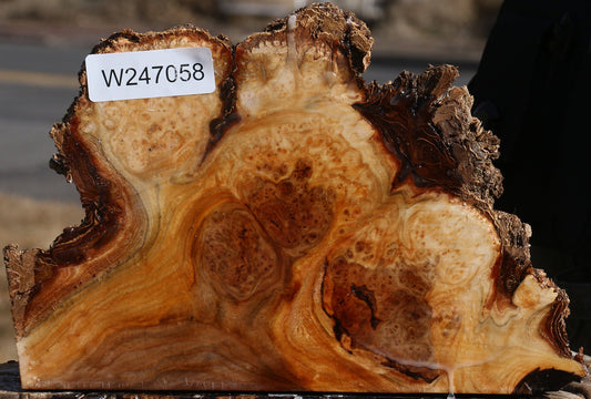 Elm Burl Live Edge Turning Blank