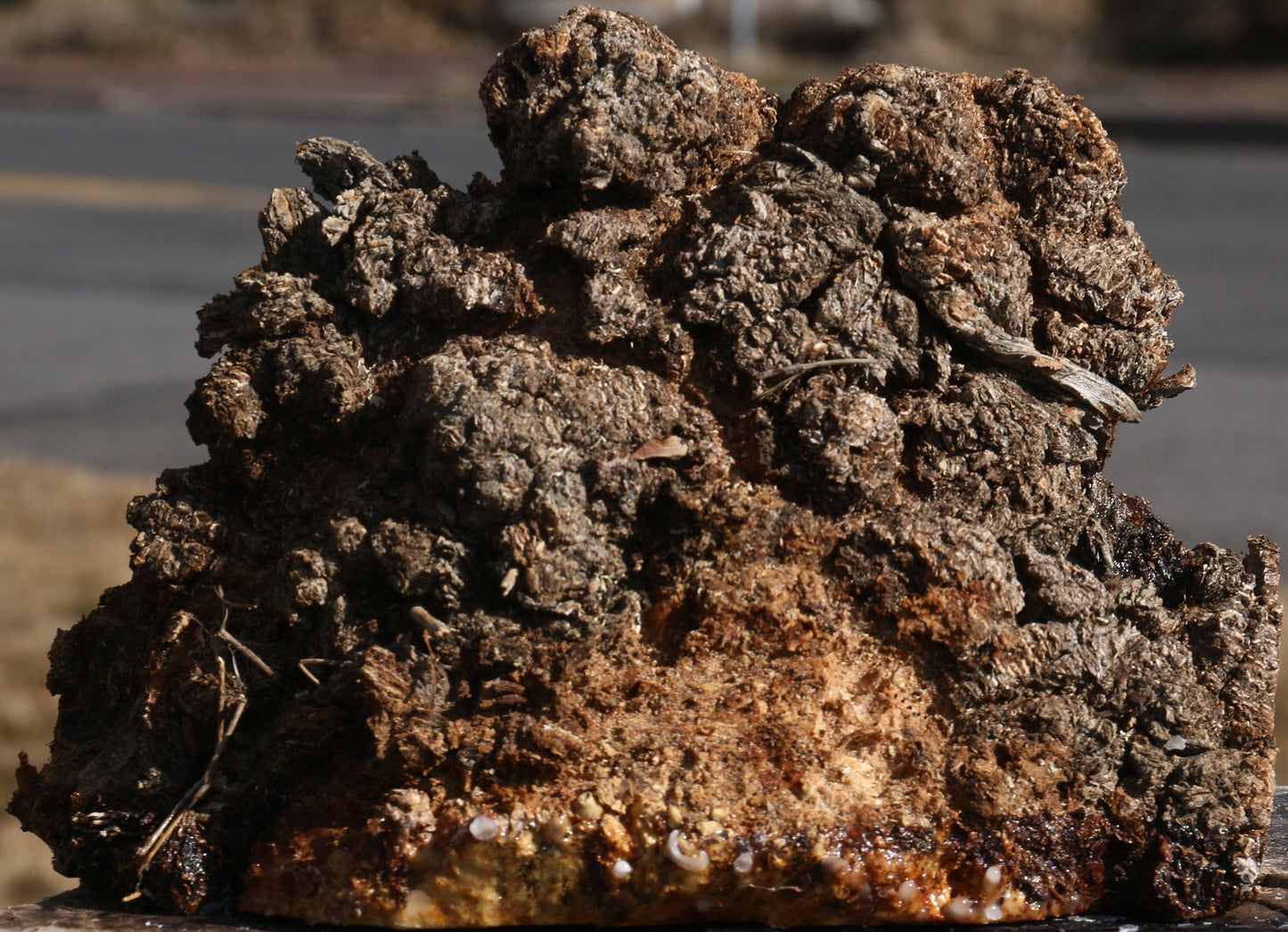 Elm Burl Live Edge Turning Blank