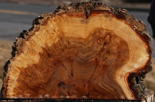Elm Burl Live Edge Slice