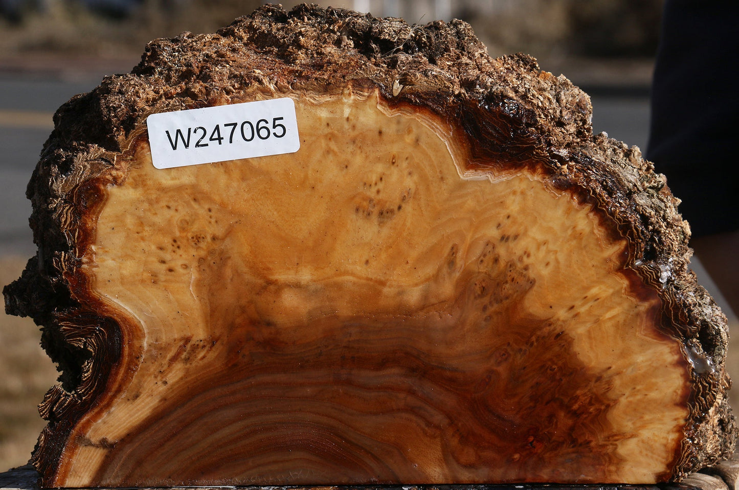 Elm Burl Live Edge Slice