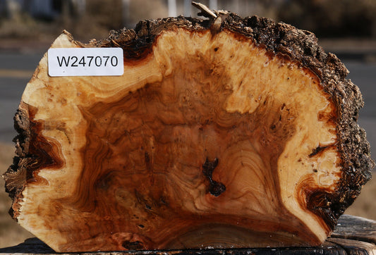 Elm Burl Live Edge Turning Blank