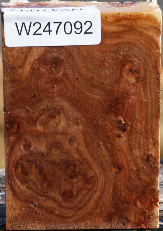 Elm Burl Turning Blank