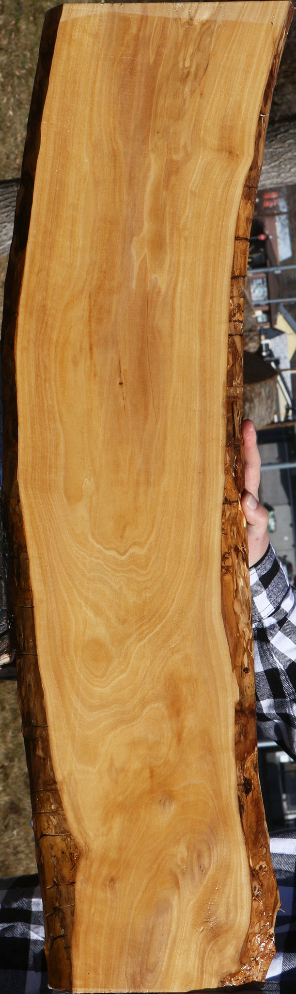 Figured Italian Olive Live Edge Lumber