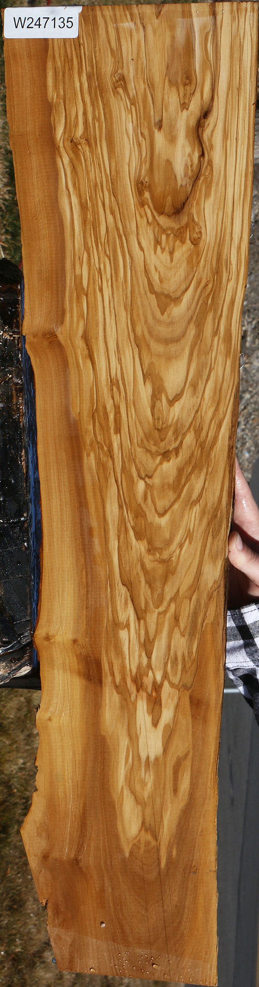 Figured Italian Olive Live Edge Lumber