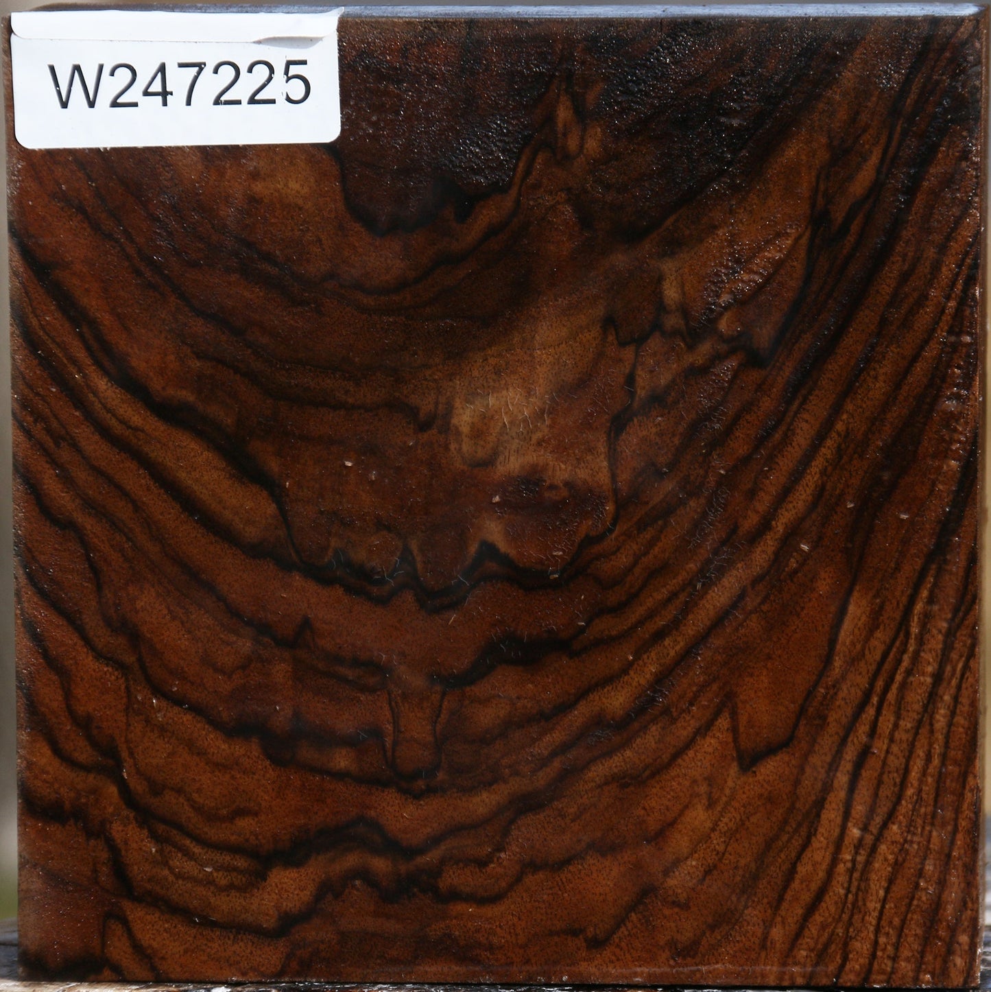 Extra Fancy Crotchwood English Walnut Bowl Blank