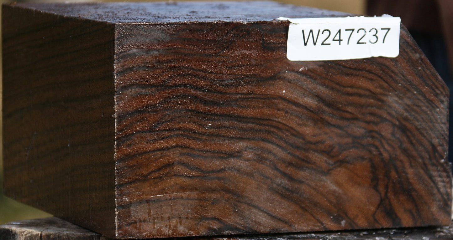Exhibition English Walnut Bowl Blank