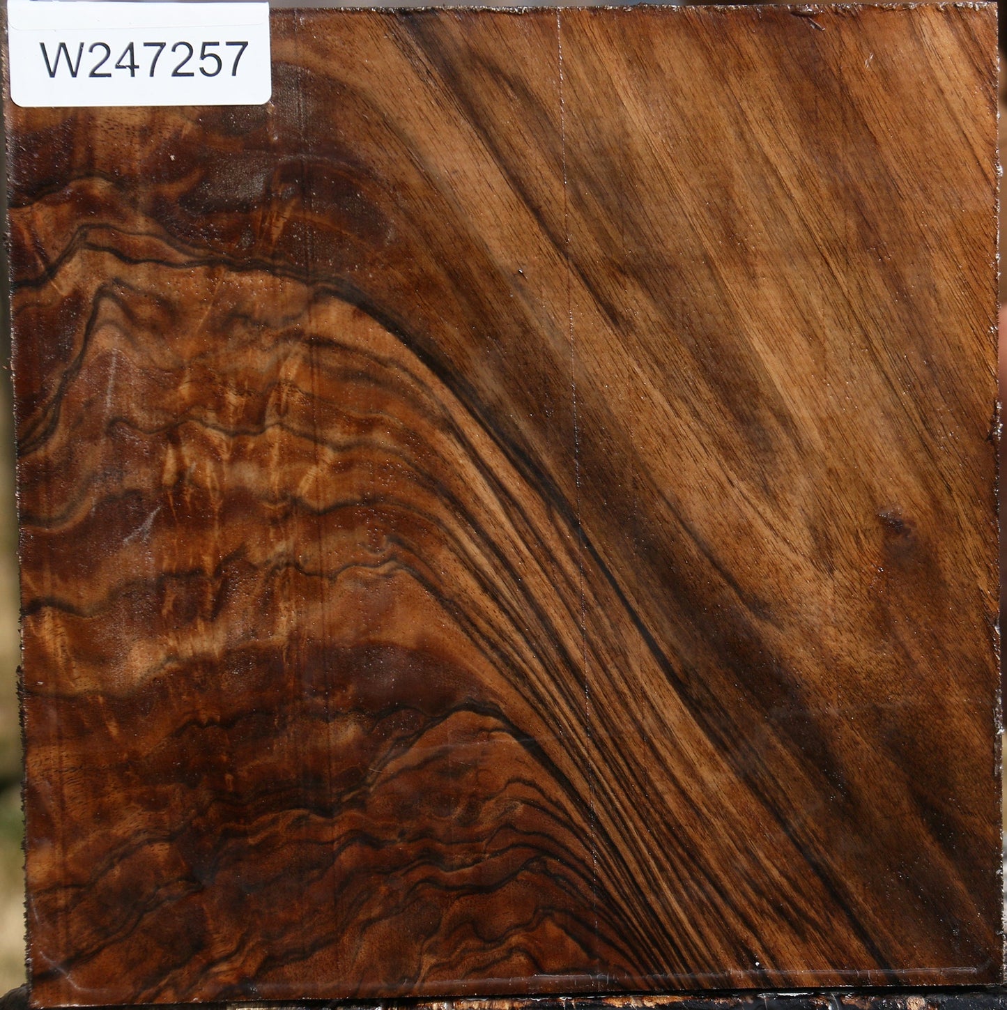 Exhibition Crotchwood English Walnut Bowl Blank