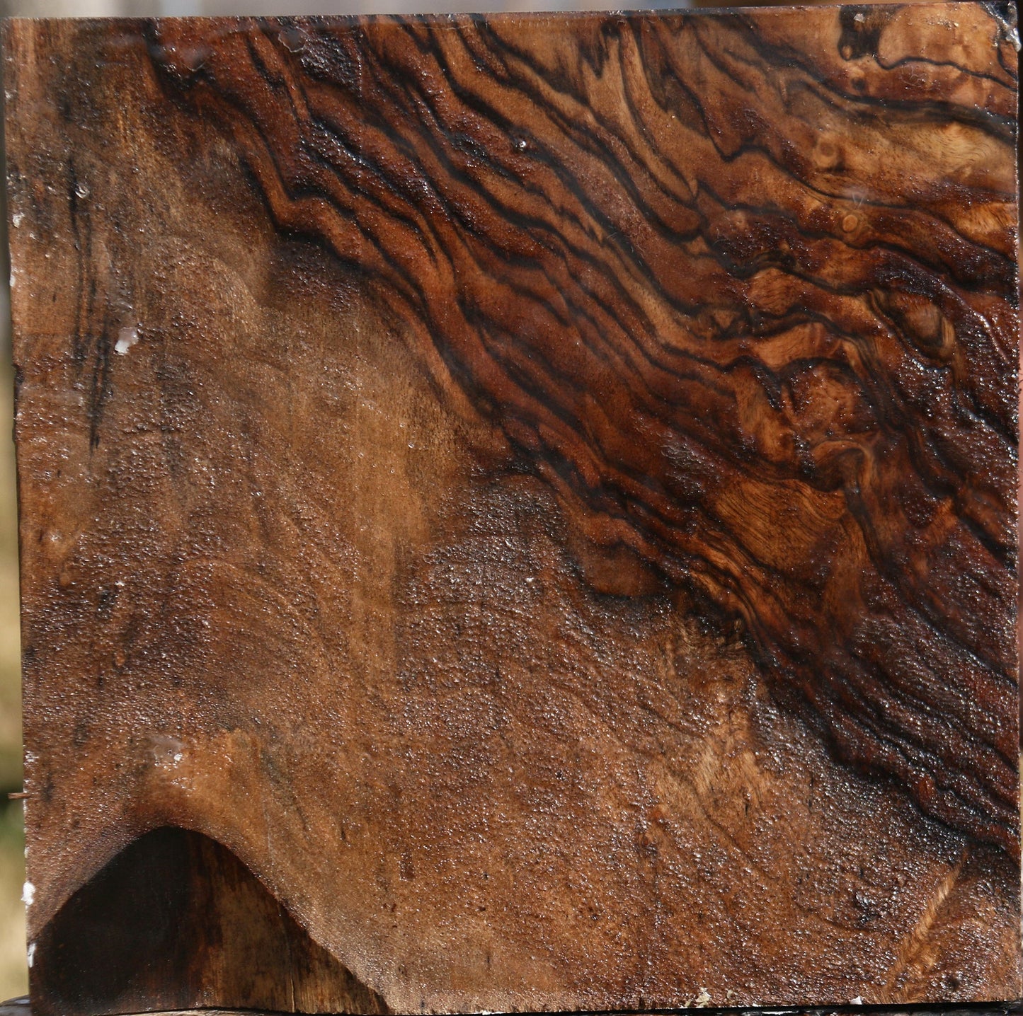 Exhibition Crotchwood English Walnut Bowl Blank