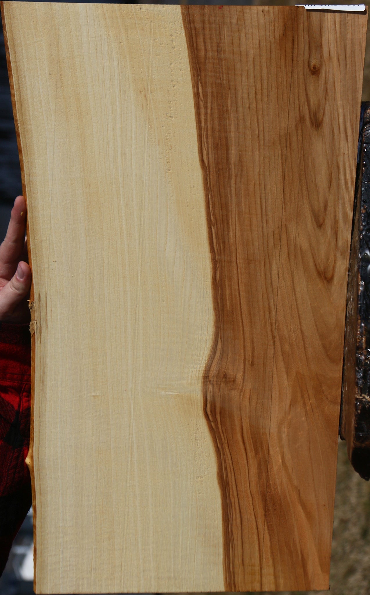 Modesto Ash Live Edge Micro Lumber