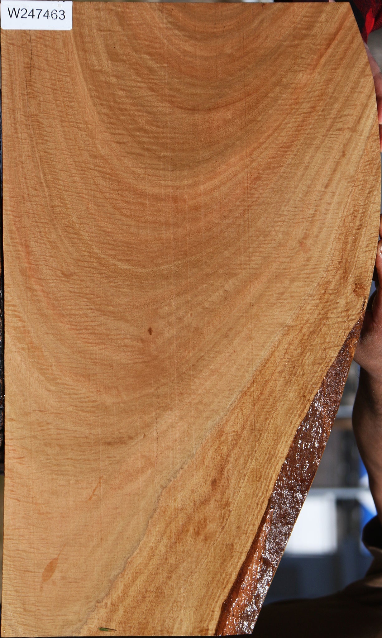 Extra Fancy Eucalyptus Live Edge Lumber