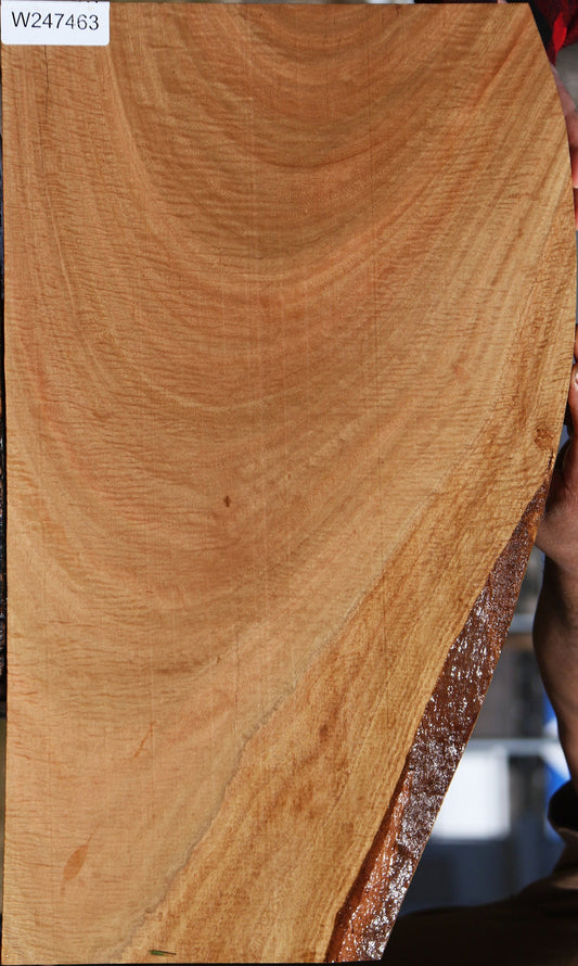 Extra Fancy Eucalyptus Live Edge Lumber