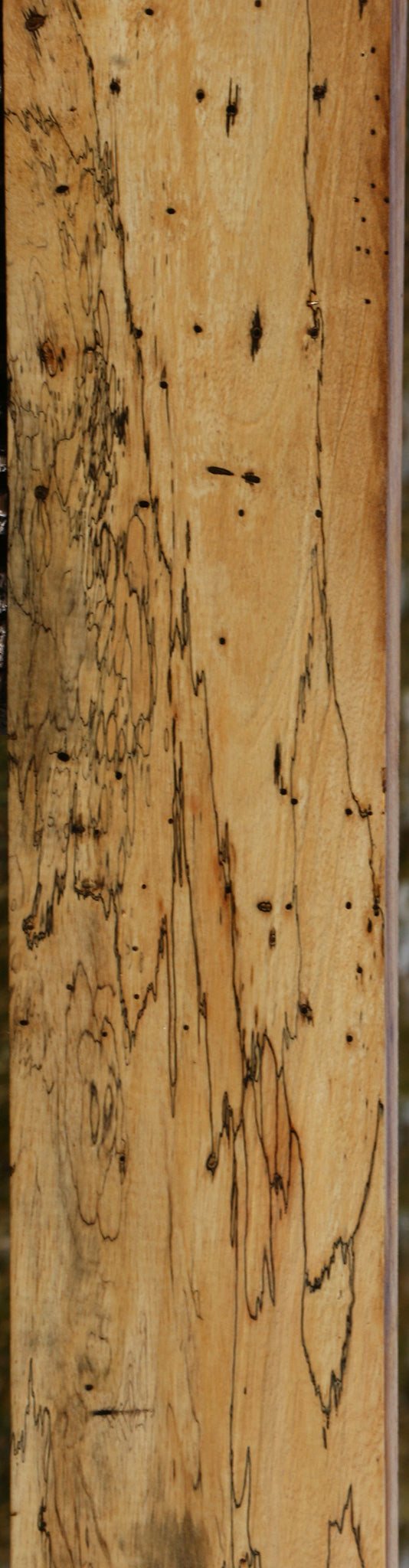 Extra Fancy Spalted Tamarind Lumber