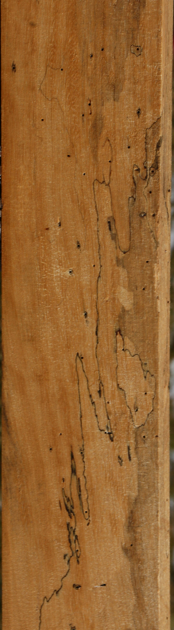 Figured Spalted Tamarind Lumber