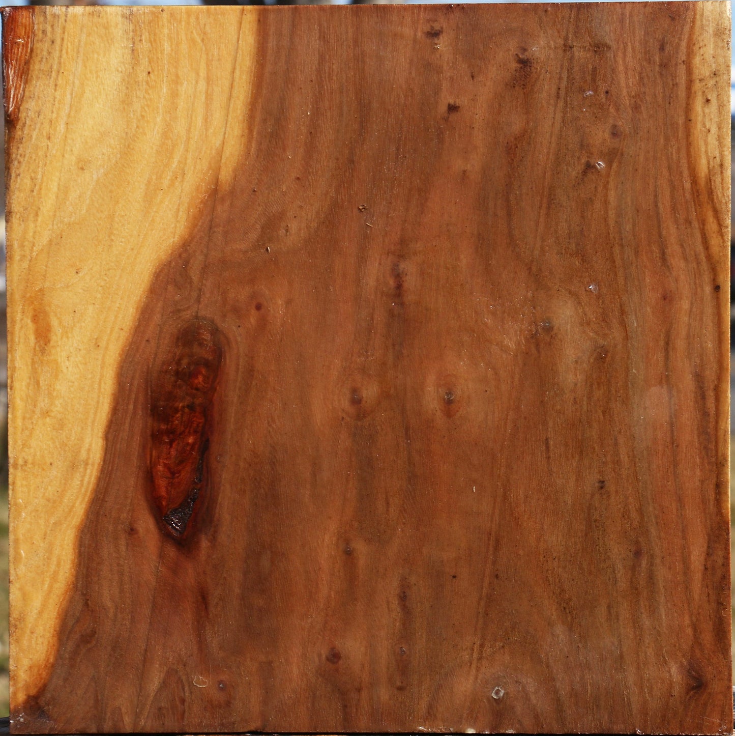 Elm Bowl Blank