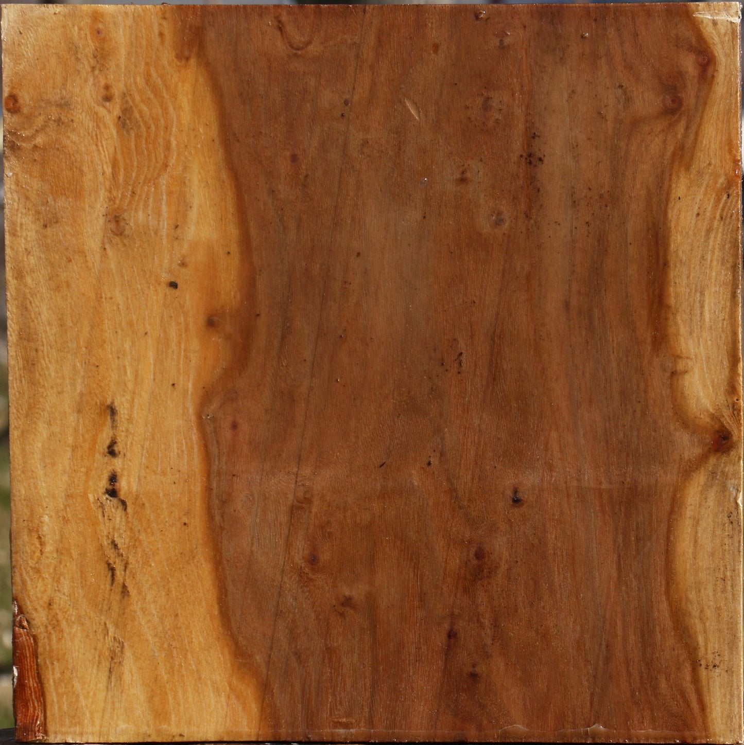 Elm Bowl Blank