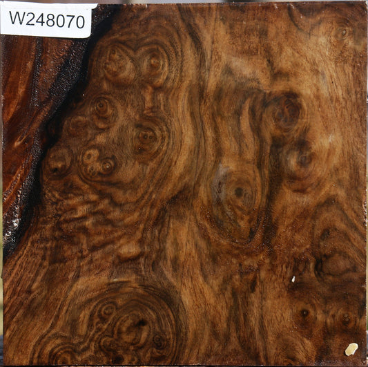 Grafted Claro/English Walnut Burl Bowl Blank