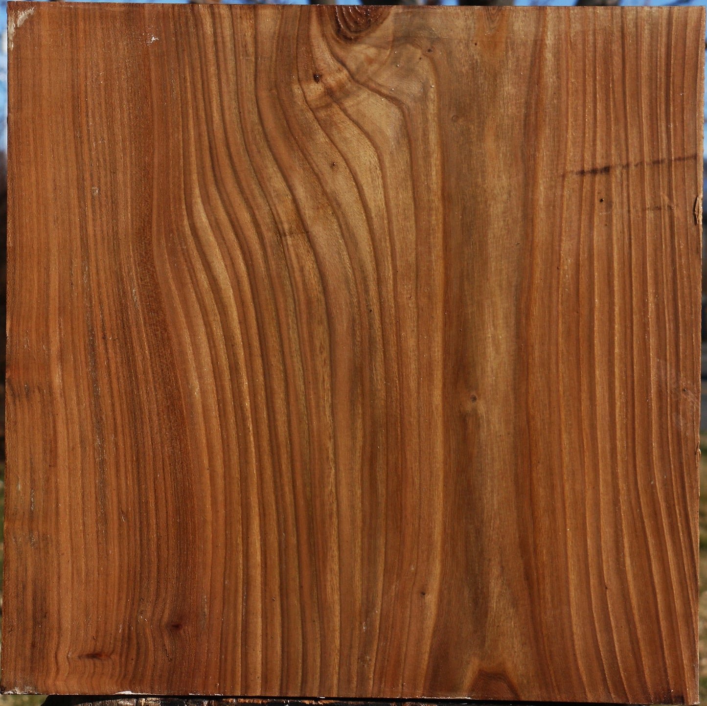 Elm Bowl Blank